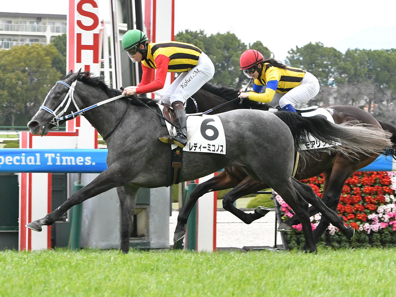 レディーミコノス