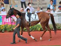Shadai Group Owners 社台グループオーナーズ