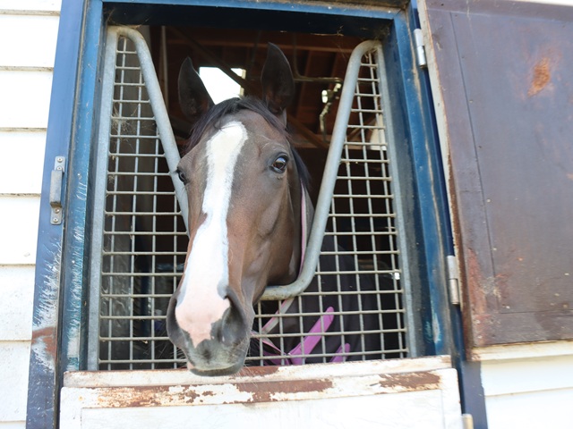 Shadai Group Owners 社台グループオーナーズ