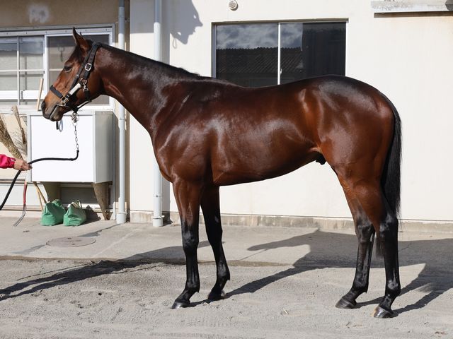 Shadai Group Owners 社台グループオーナーズ