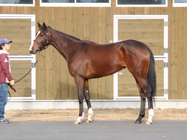 馬のくら Shadai Group Owners 社台グループオーナーズ