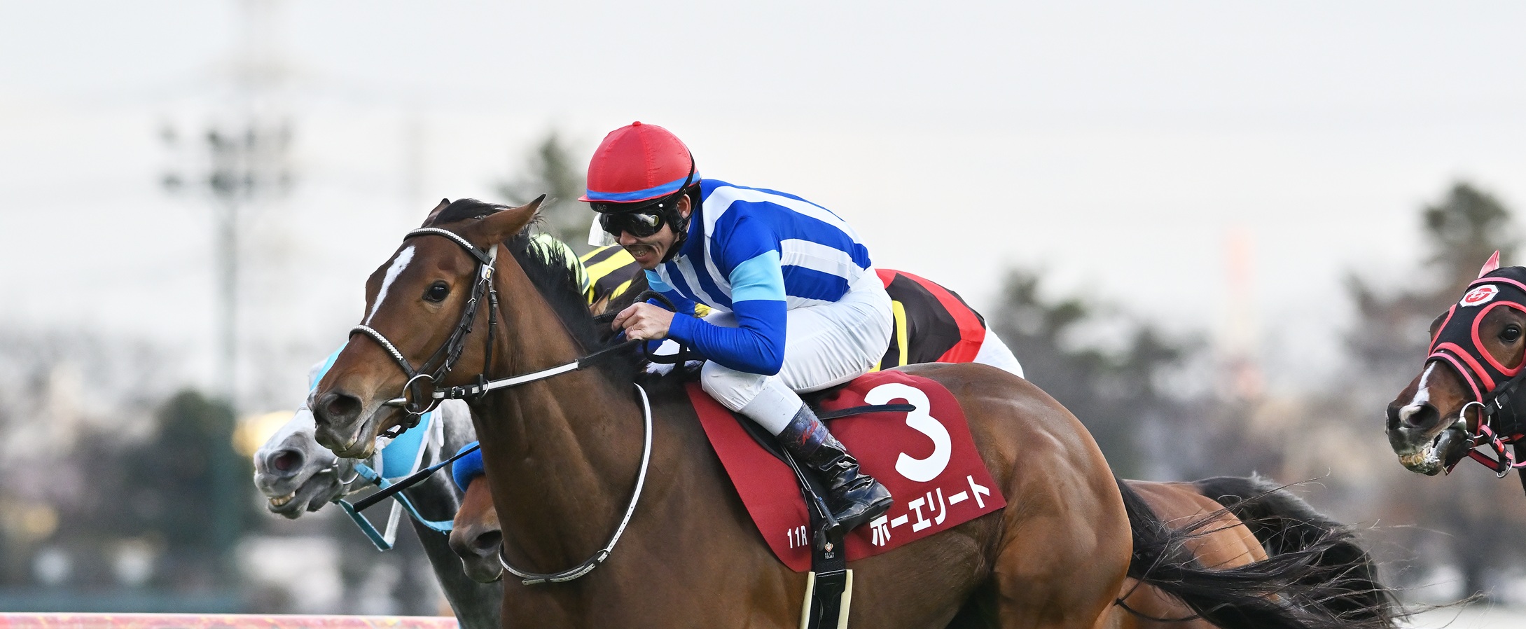 ホーエリートがステイヤーズSを制覇!