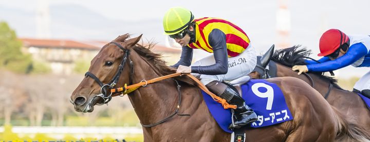 Shadai Group Owners 社台グループオーナーズ